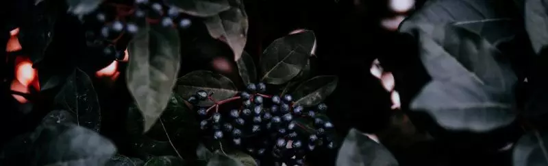elderberry syrup main-post-image