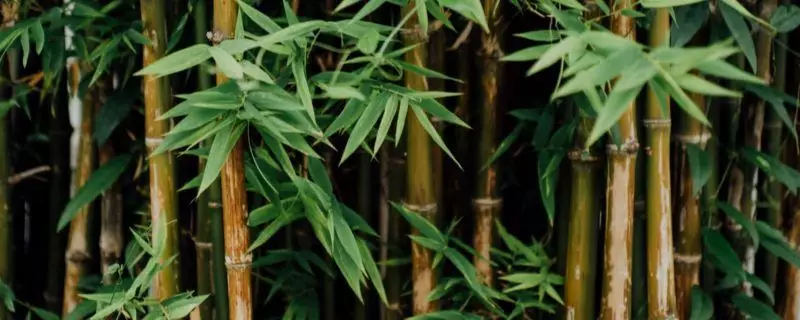 bamboo health benefits main-post-image