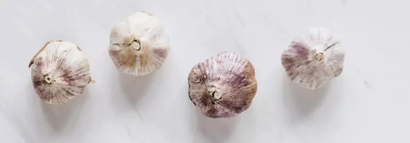 garlic main-post-image