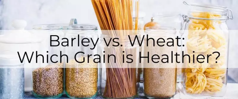 barley vs wheat main-post-image